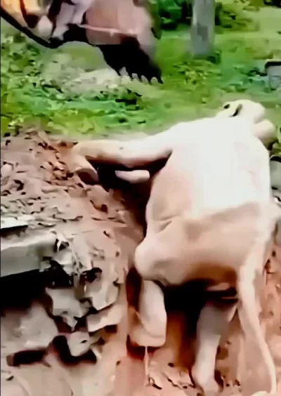 Слон, Экскаватор, Благодарность!⁠⁠