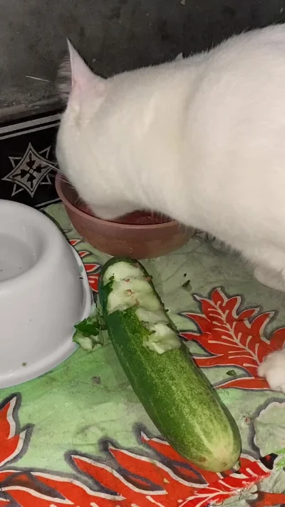 Сбалансированное питание