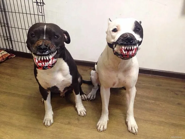 Причины постоянных конфликтов по поводу намордников: недостатки в законе о собаках