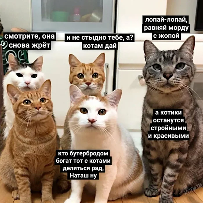 Накопилось множество забавных котов. Выбирайте!