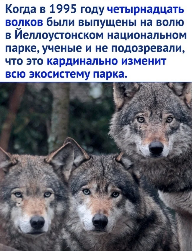 Влияние волков на изменения в экосистеме