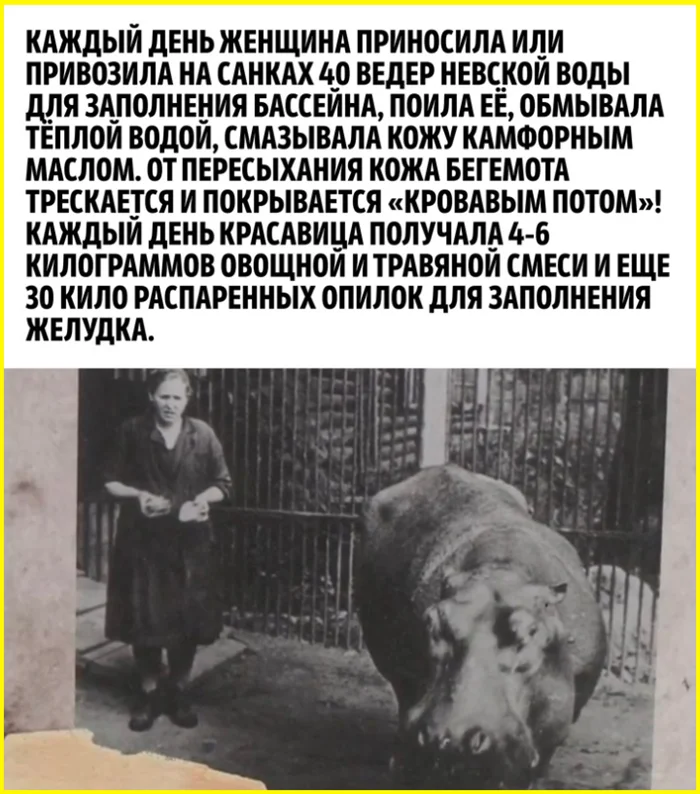Как зоопарк Ленинграда спас бегемотиху во время блокады
