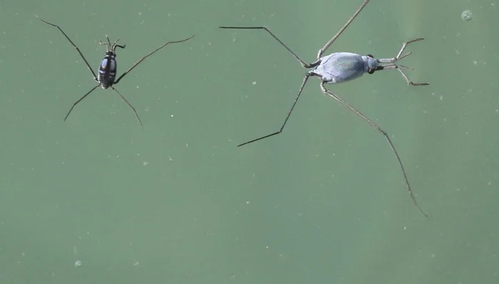 Водомерка: Необычная жизнь на границе двух миров