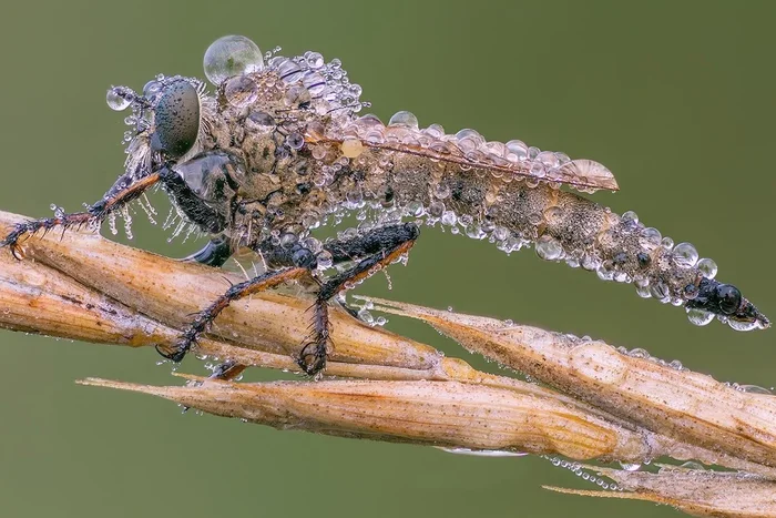 Вершина пищевой цепи: гигантский ктырь как кара для насекомых