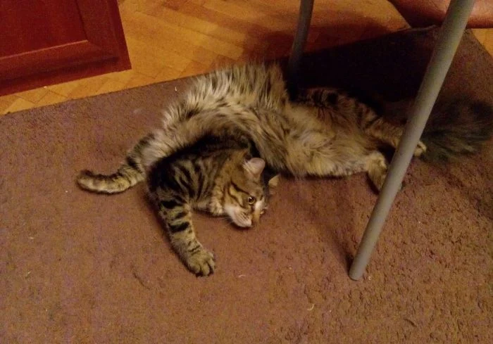 23 необычных котополомки и их неожиданные результаты