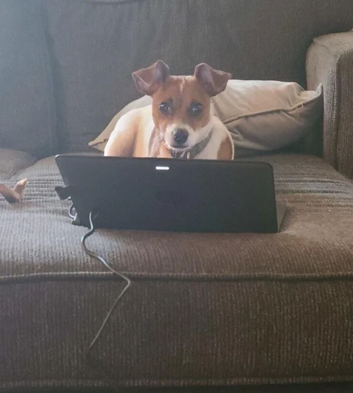 18 удивительных питомцев, которые сделают вашу жизнь яркой и интересной