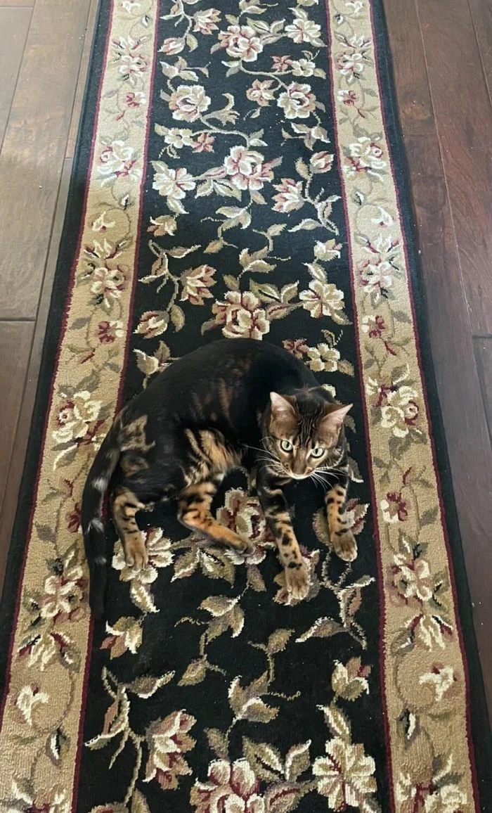 15 примеров идеальной маскировки: эти мастера умеют быть невидимыми