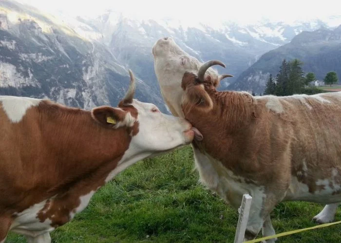 Намешалось