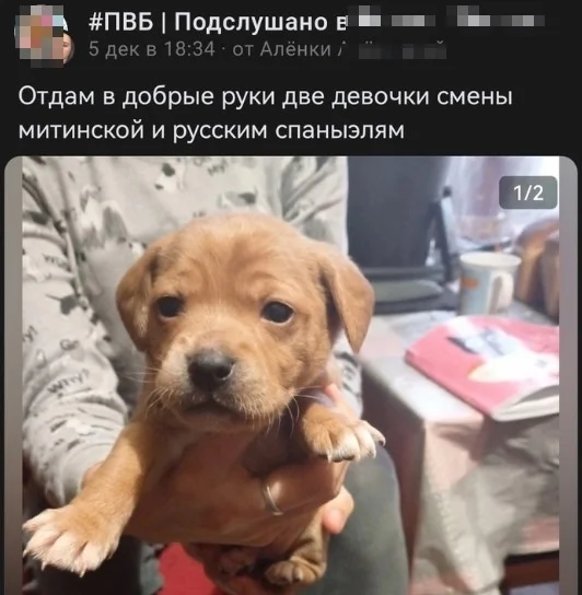 Ошибки, из-за которых хочется отправить словарь в подарок