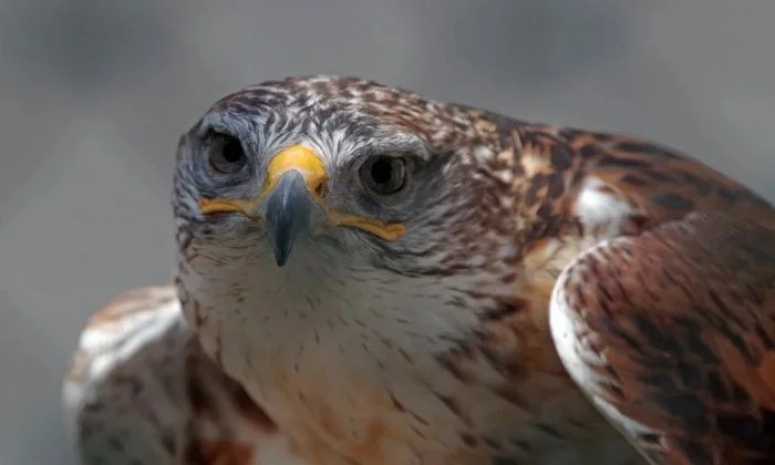 На общую тему