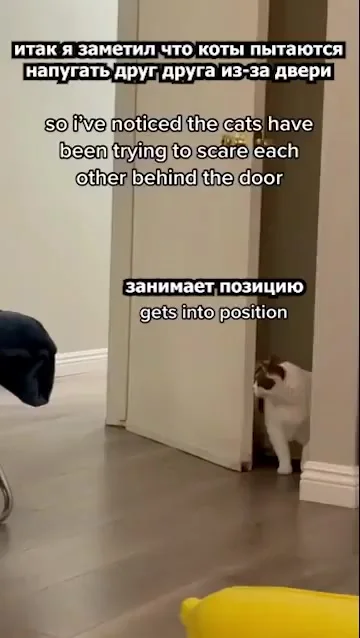 Кошачьи прятки⁠⁠