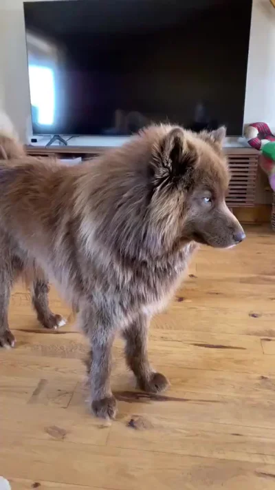 Шоколадный хаски