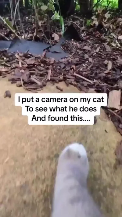 Следуй за котиком