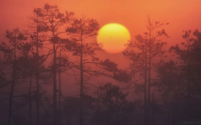 Удивительные верховые болота