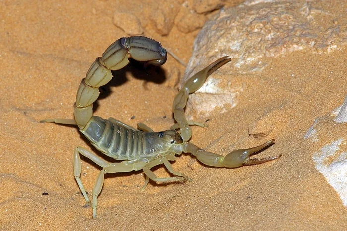 Андроктонус: Скорпион с ядами, которые снижают шансы на выживание до минимума