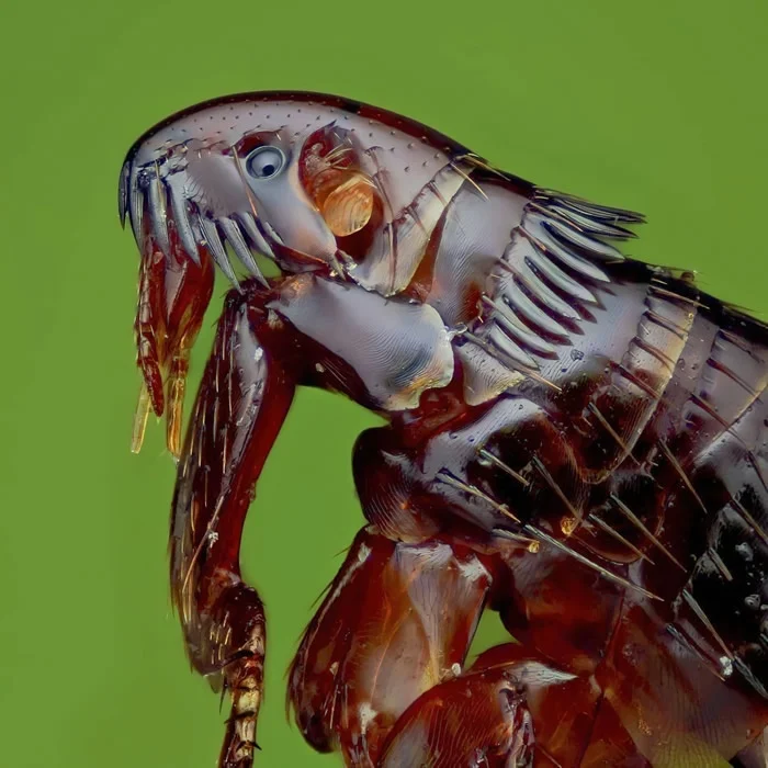 Интересно о блохах: причина несправедливой ненависти к евреям в Европе