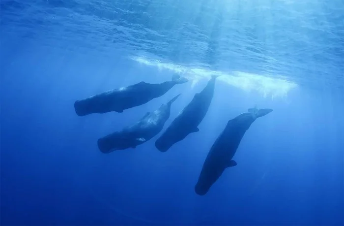 Вибрации смерти: как песни кашалотов ошеломили учёных