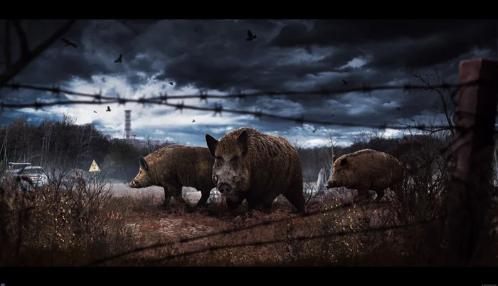 Радиоактивные кабаны Чернобыля: почему природа очистилась, а они нет?