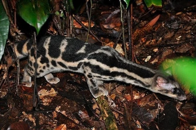 Эволюционная пауза: почему тело линзанга отстало на 30 миллионов лет?