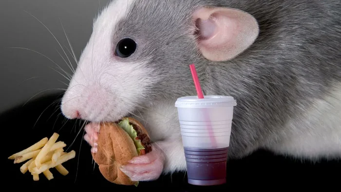 Мозг человека против муравья, птицы, улитки и осьминога: удивительные различия