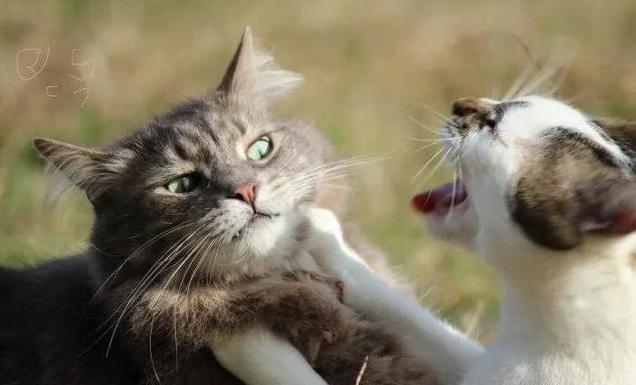 Даже в гневе они милы