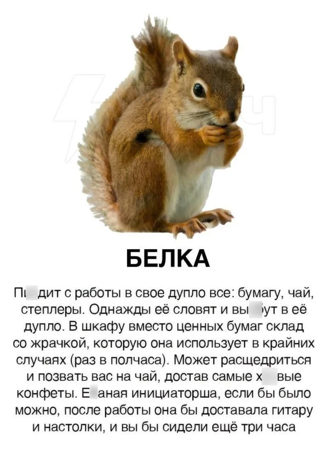 Офисные грызуны: классификация типов коллег