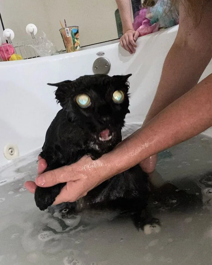 15 реакций котов на водные процедуры: Потрясение и удивление