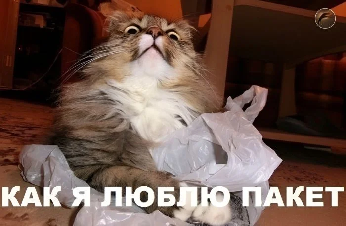 Пакеты на подиуме: новый модный тренд в Европе