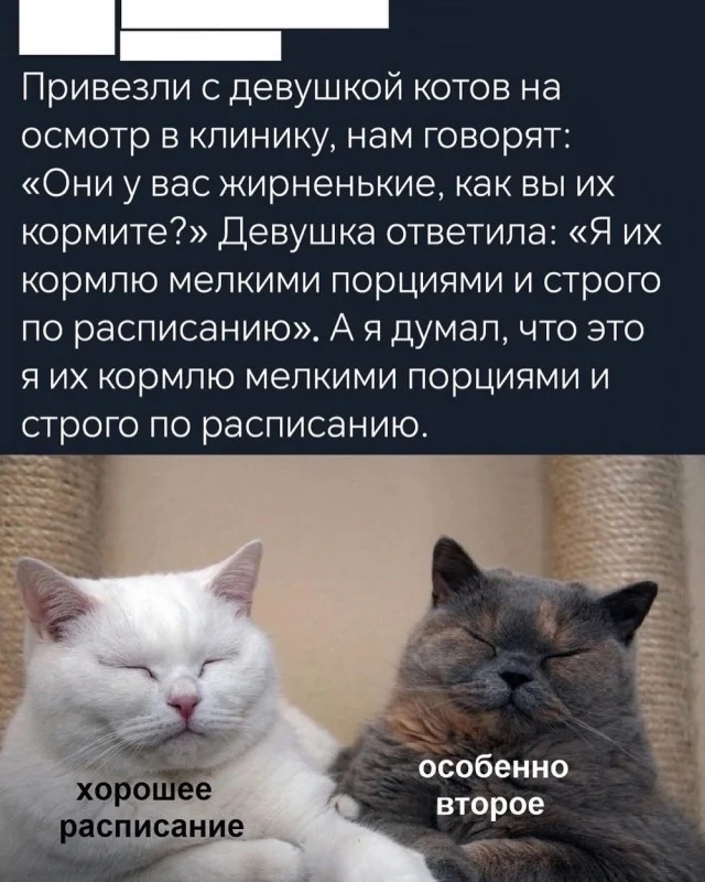 Юмор (деградация)