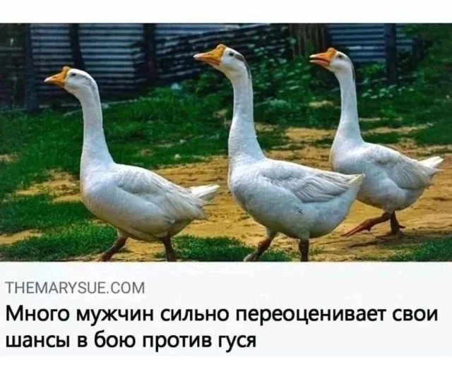 Свежие прикольные картинки