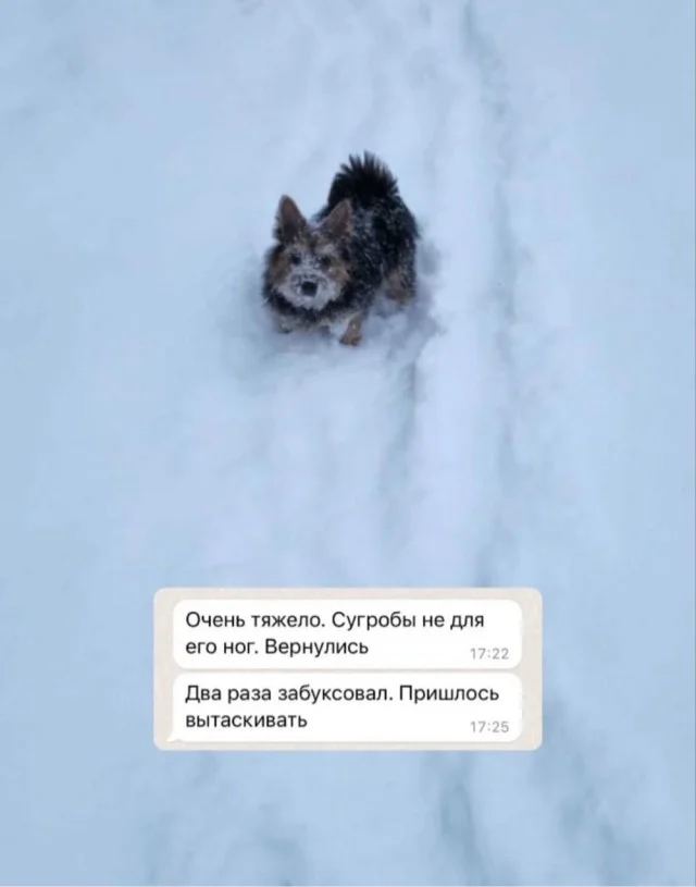 Парень подарил отцу собаку, и тот начал делиться историями об их приключениях