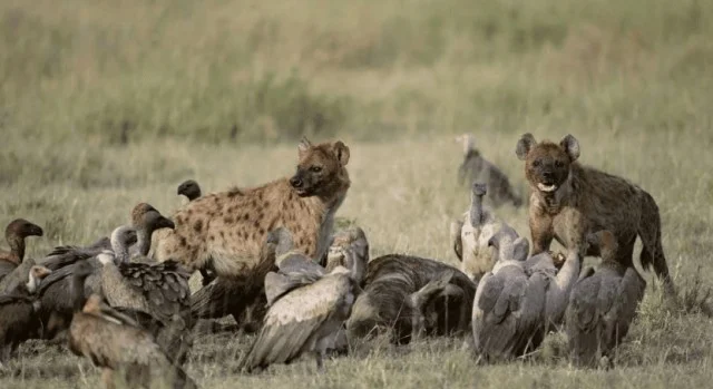 Как трупный запах меняет поведение человека