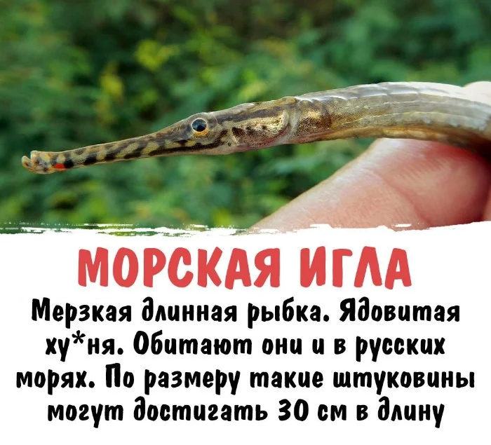 Интересная биология #24