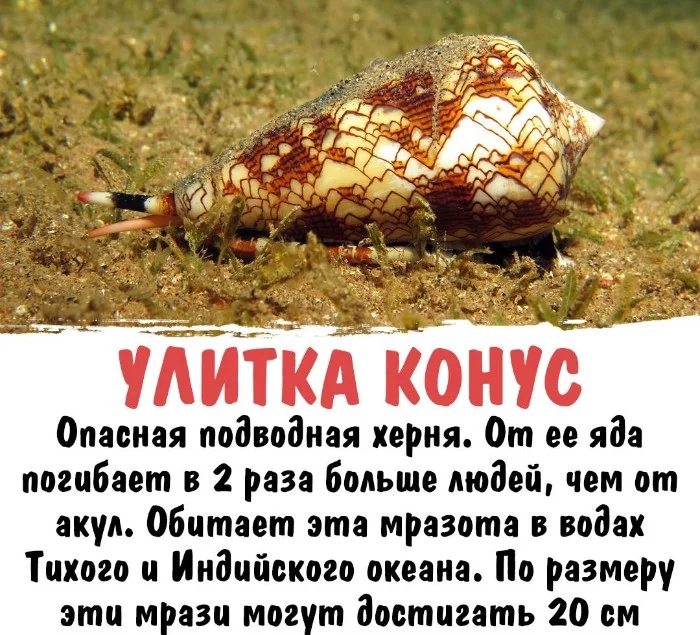 Интересная биология #4