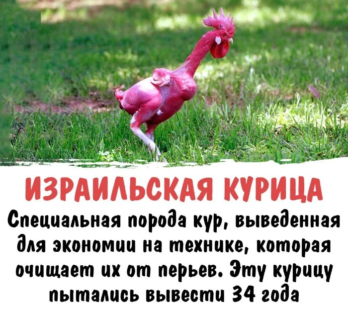 Интересная биология #8