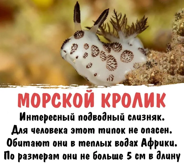 Интересная биология #9