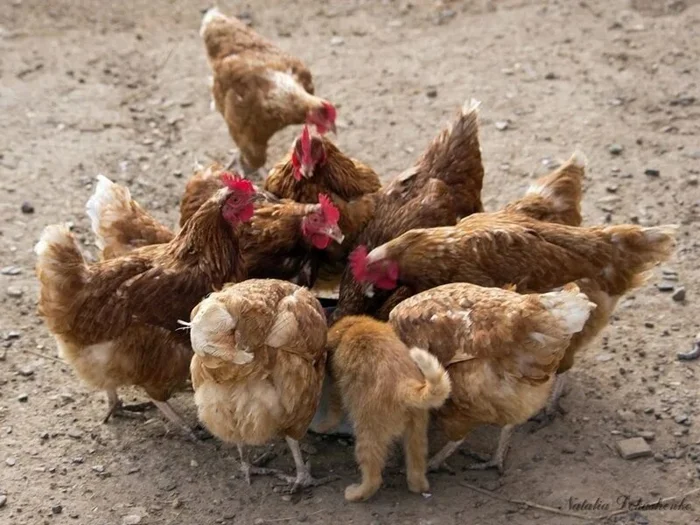 Куриные интриги: место вверху и клевок в спину — жизнь в курятнике