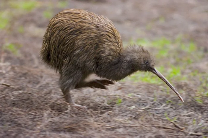 Экстремальные роды в мире животных: борьба за выживание любой ценой