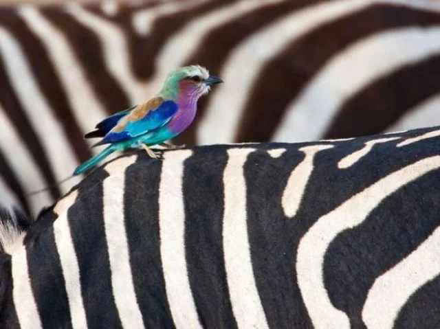 Намешалось: Красивые и интересные картинки