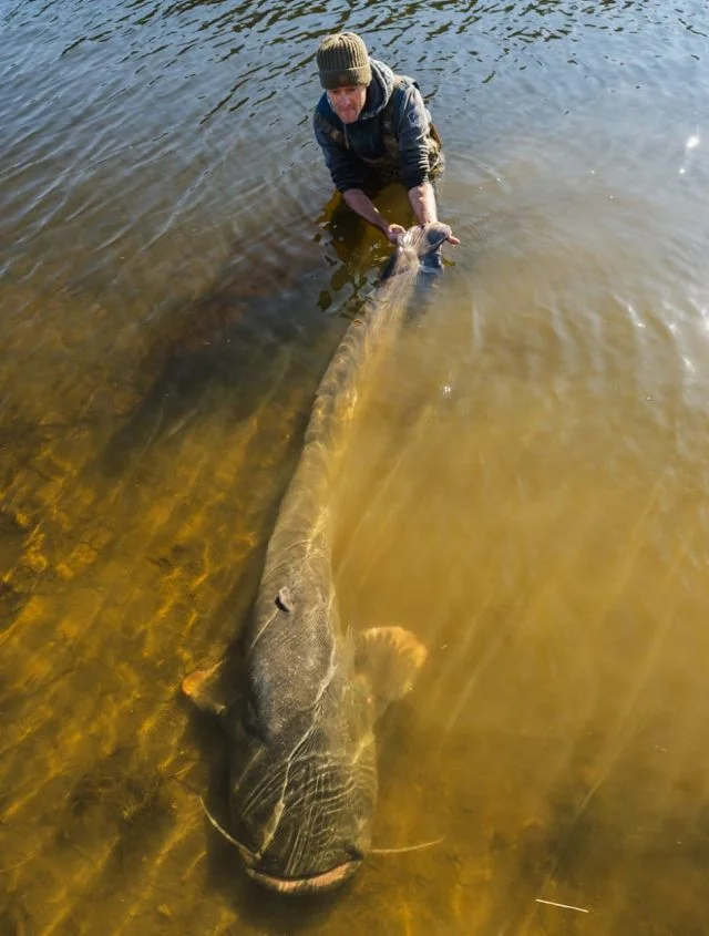 Чешский рыбак побил рекорд, поймав самого большого сома