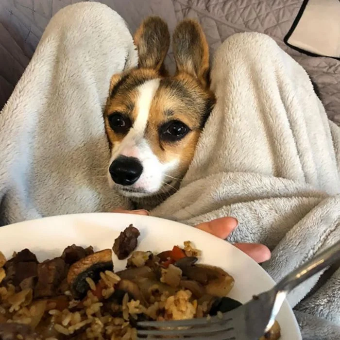 Милые попрошайки: 22 пушистика, которым нельзя отказать в вкусняшке