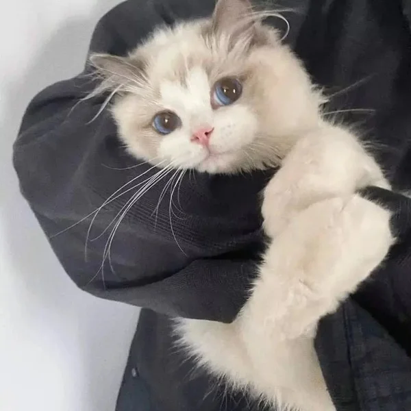 Как 27 котиков нашли своих хозяев и наполнили их жизнь радостью