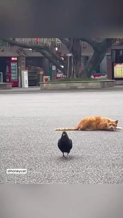 Моменты охоты кошек