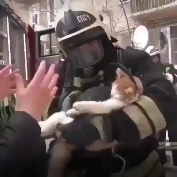 Спасают котика