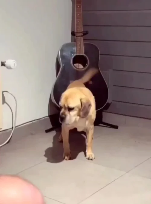 Собака-гитаряка⁠⁠
