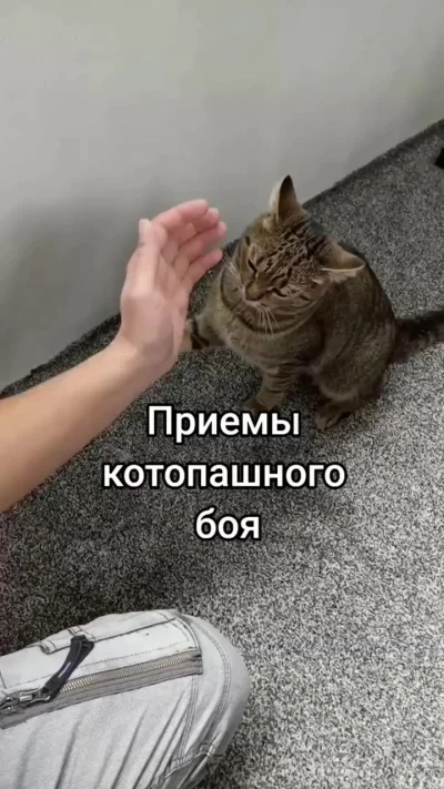 Сохраняем себе на случай махача с котом