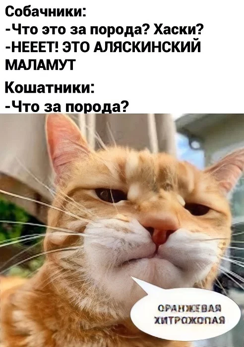 Картинки разные с надписями