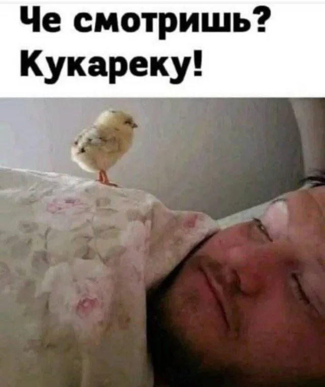 Свежие и смешные картинки | uCrazy.org
