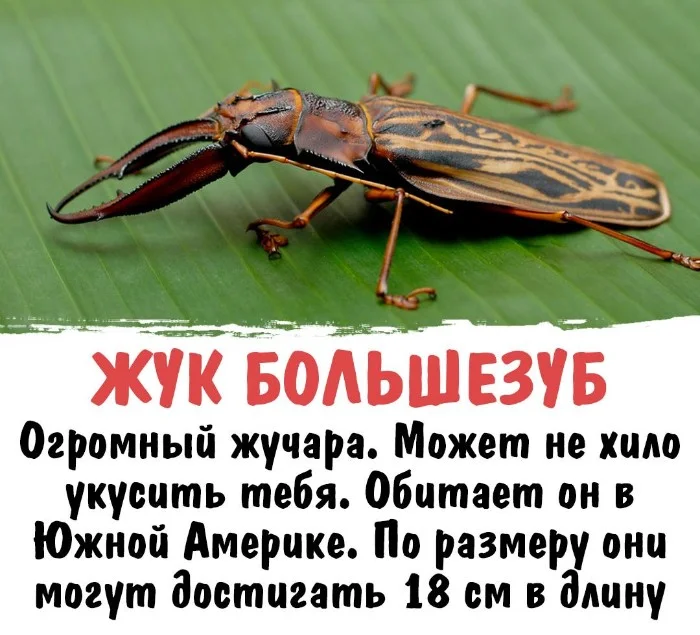 Интересная биология #18