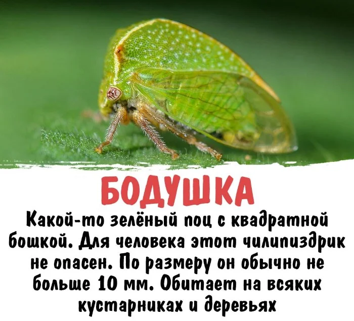 Интересная биология #20